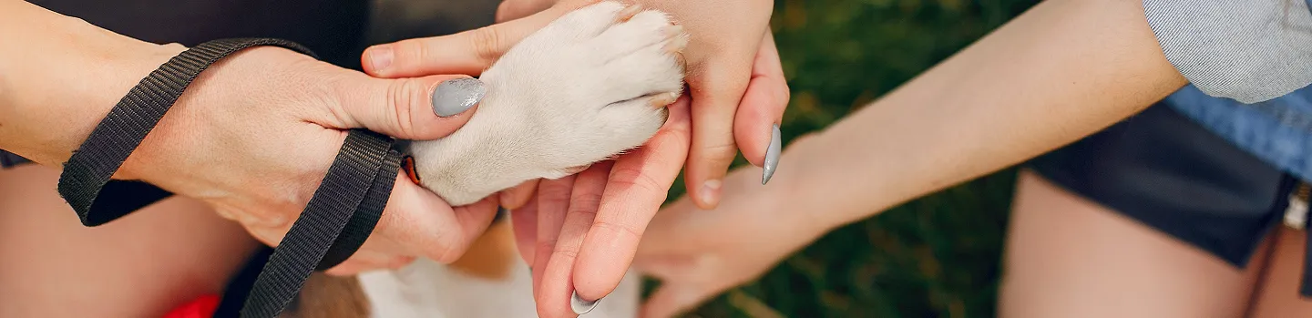 Mãos de pessoas diferentes seguram a pata de um cachorro em sinal de acolhimento
