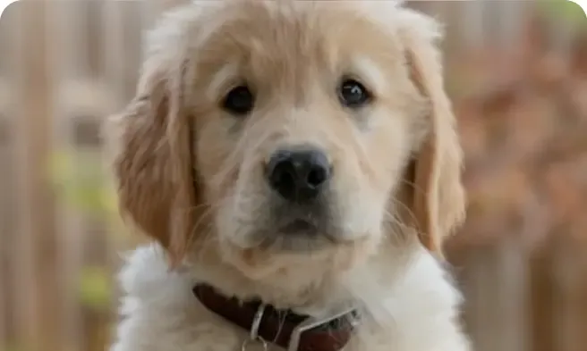 Cachorro chamado Frederico