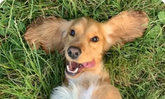 Cachorro chamado Théo