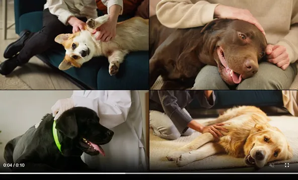 Vídeo com momentos de carinho entre tutores e pets resgatados