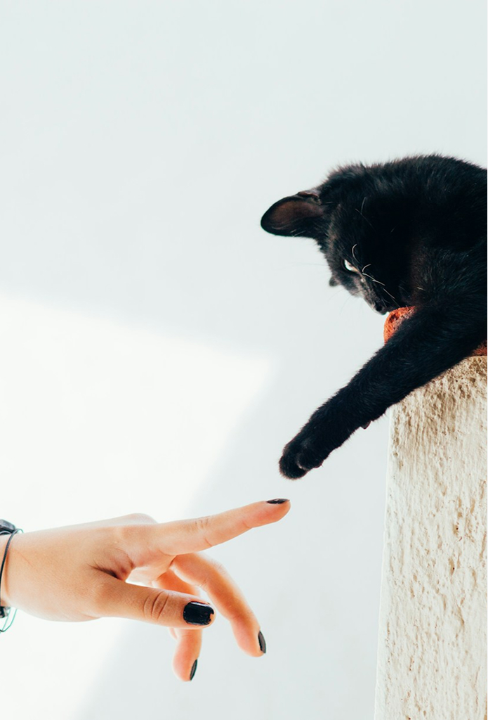 Gato tocando humano