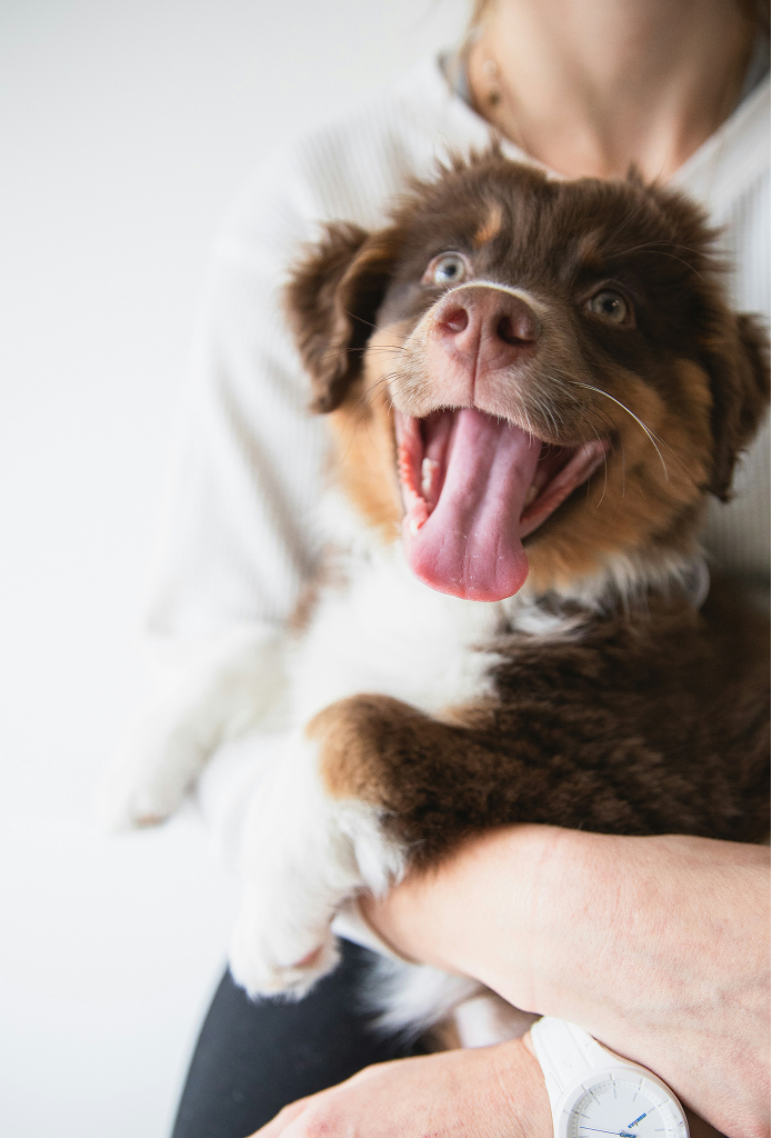 Cachorro feliz no colo de humano